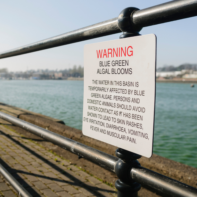 Blue Green Algae