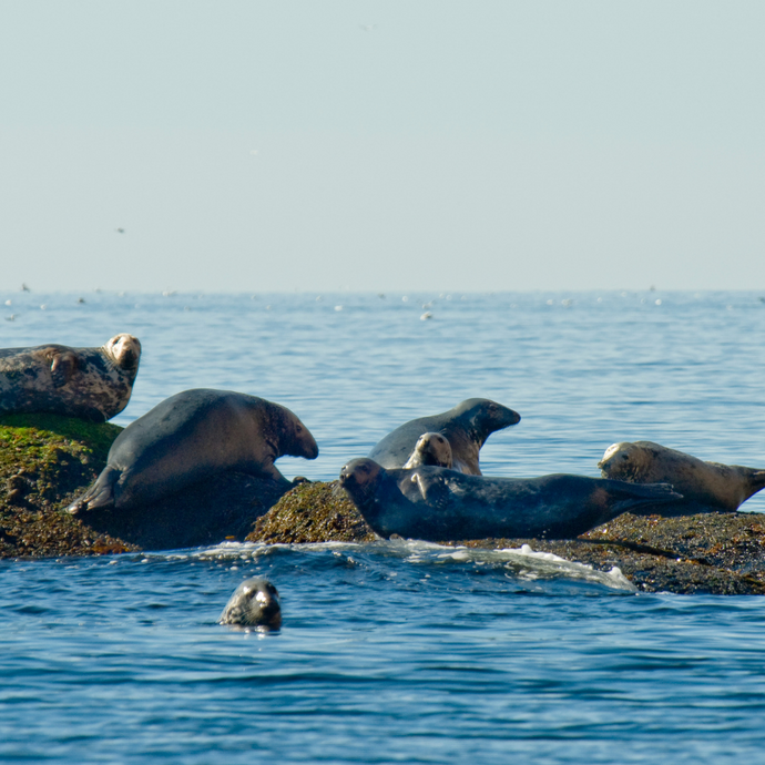 Grey Seals