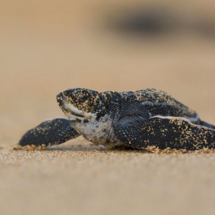 Leatherback Turtles