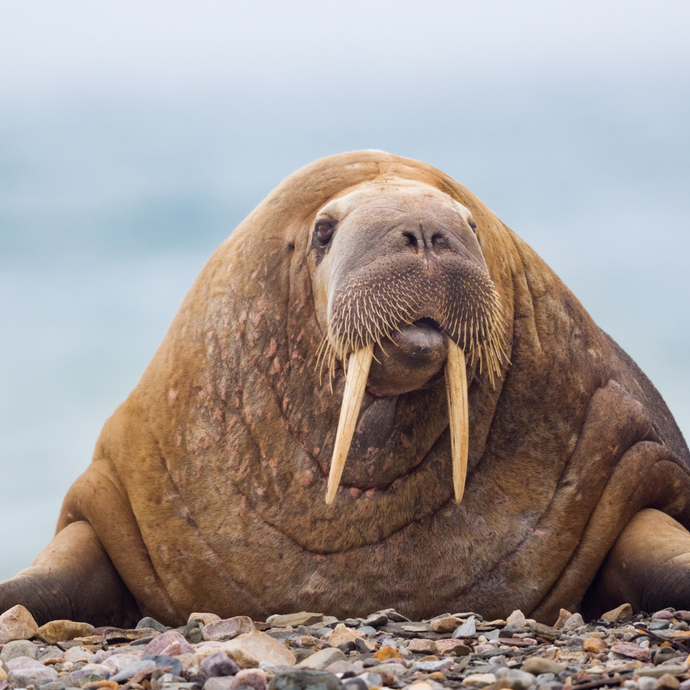 Walrus Special