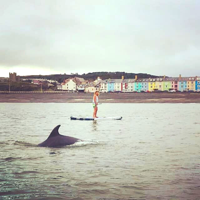 Bottlenose Dolphins